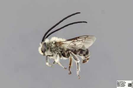 [Eucera cordleyi male (lateral/side view) thumbnail]